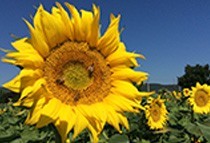 Organic sunflower oil