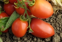 Organic tomato skins