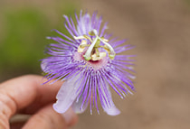 Passiflora bio