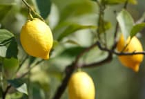 Organic lemon extract