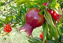Biodynamic pomegranate juice