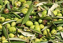 Tuscan organic extra virgin olive oil