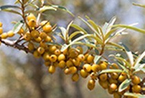 Biodynamic sea buckthorn oil