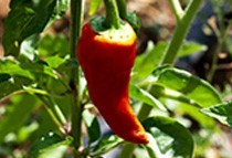  A hot pepper oleolite 