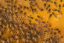 Organic polyfloral honey