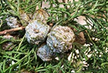 Organic cypress hydrolat