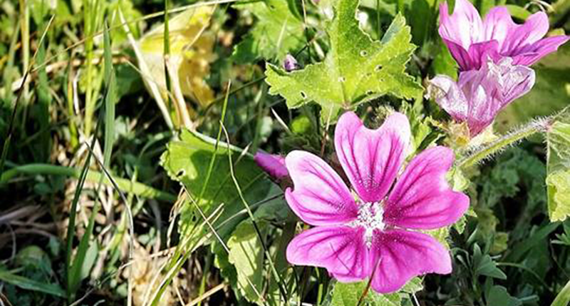 Organic mallow Mucilage