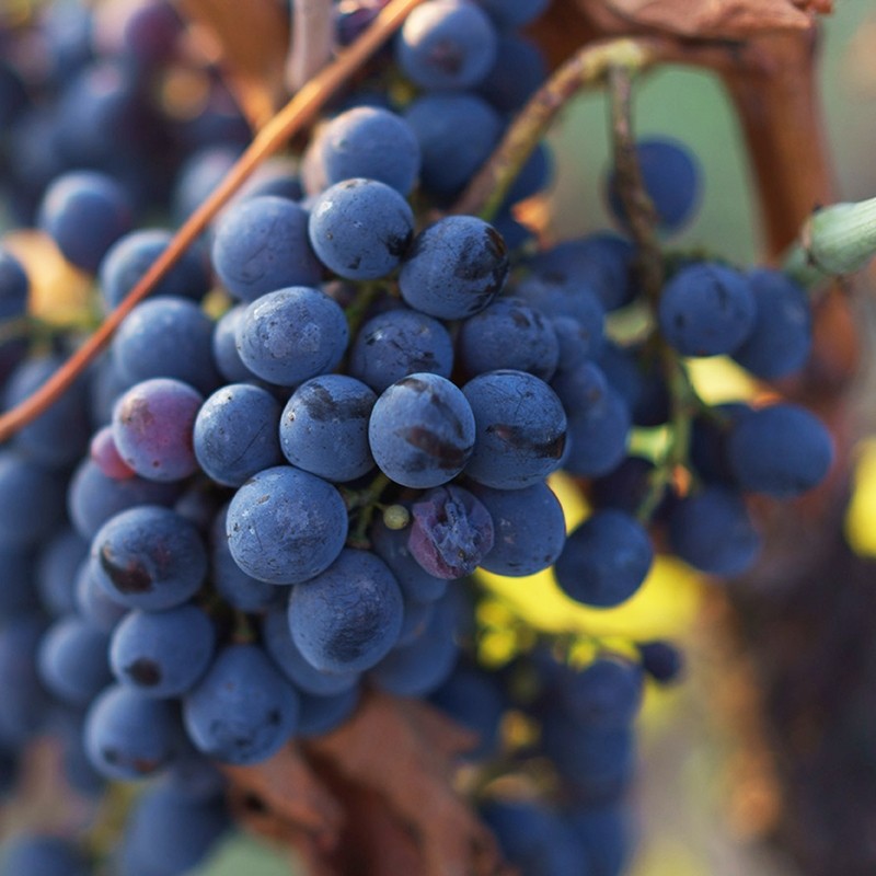 Organic grapes extract