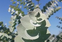 Organic eucalyptus hydrolat