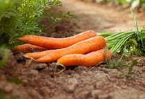 Organic carrot macerated oil