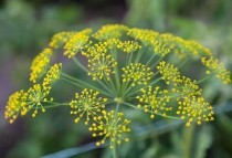 Organic fennel extract