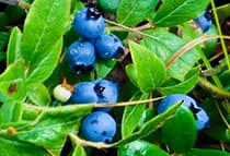 Organic blueberry extract