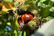 Organic chestnut extract