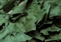 Alga spirulina bio